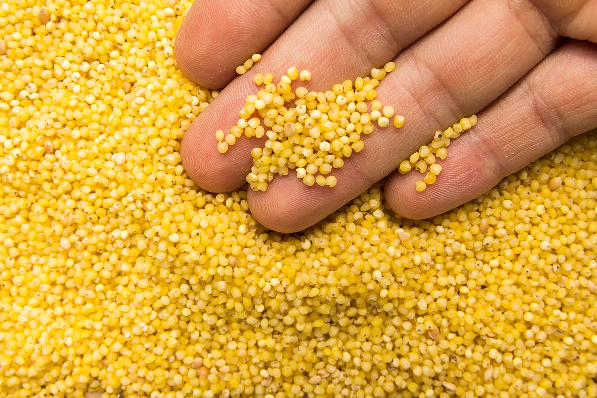 Millets are imbued with nutritional benefits which have led to these grains being posited as a one-stop solution to resolve the crisis of malnourishment.