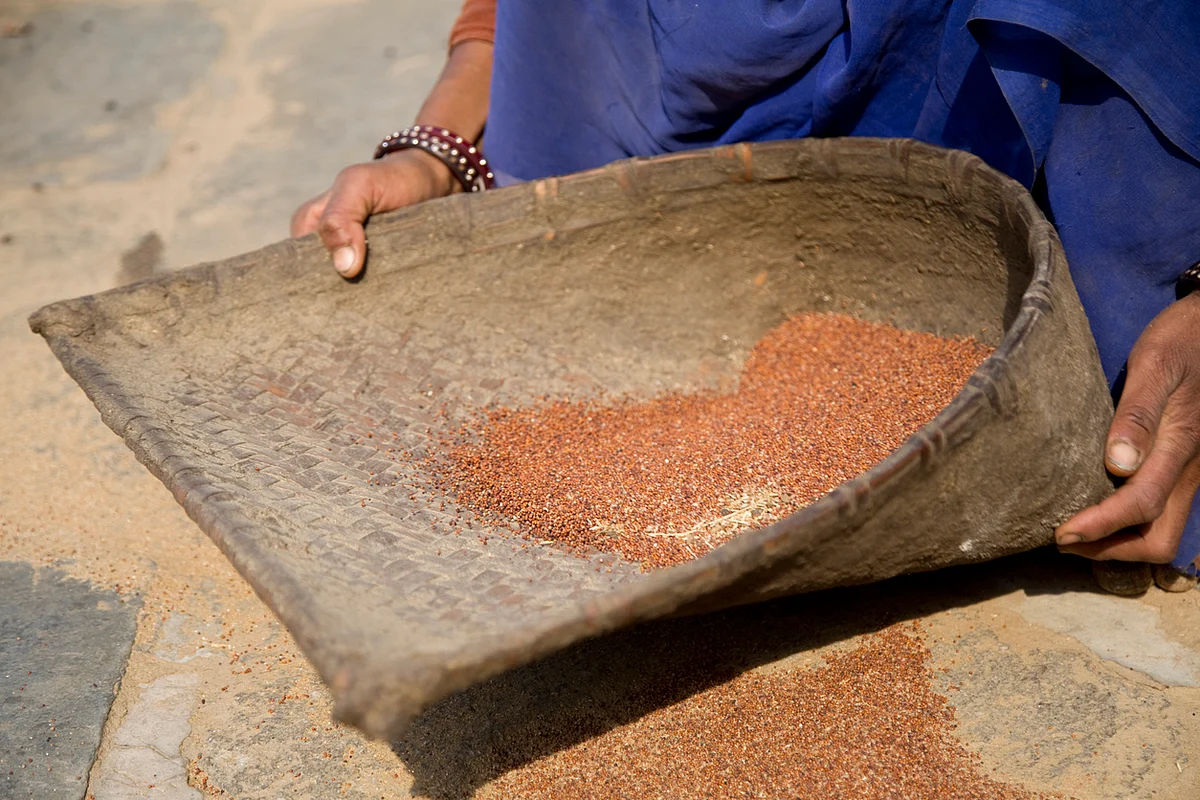 As droughts continue to leave farmers stricken in states across India, millets offer the possibility of relief.