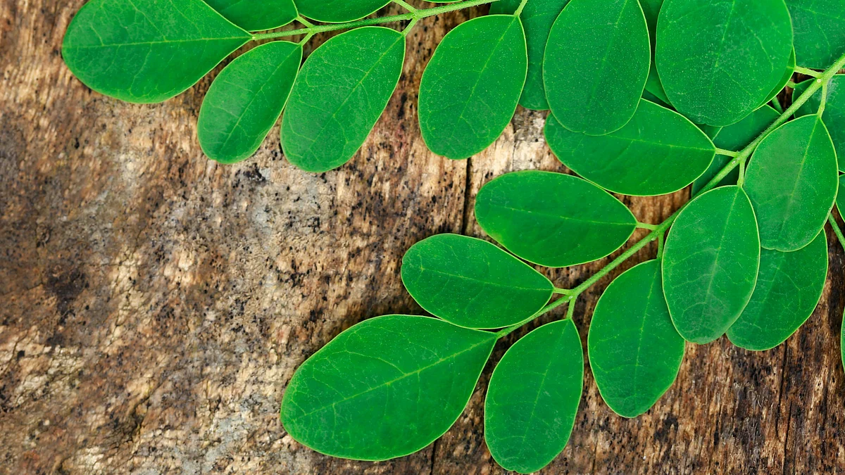 Moringa leaves are the most nutritious part of the plant and have an impressive nutritional profile of vitamins A, B, C and K.