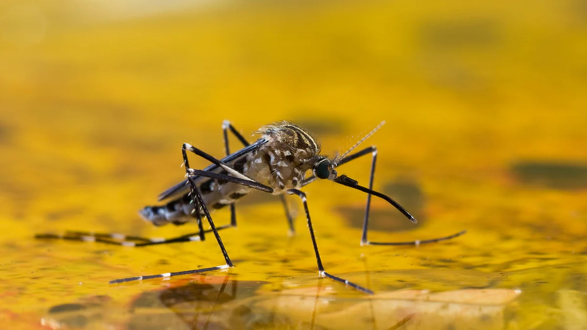 Malaria infection is linked to 30 per cent higher risk of heart failure, a new research has warned.
