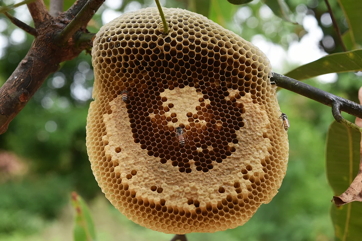 Yes,this could trigger tripophobia in some.