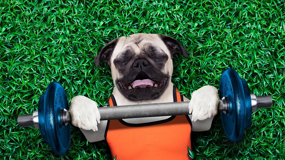 On average, overweight dogs live 1.3 years less than dogs on restrictive diets.