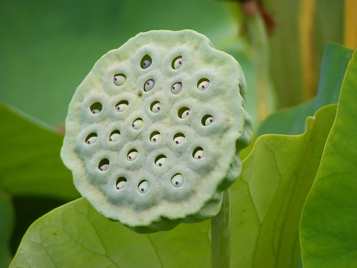 This image of Nelumbo Nucifera fruit can also be triggering.