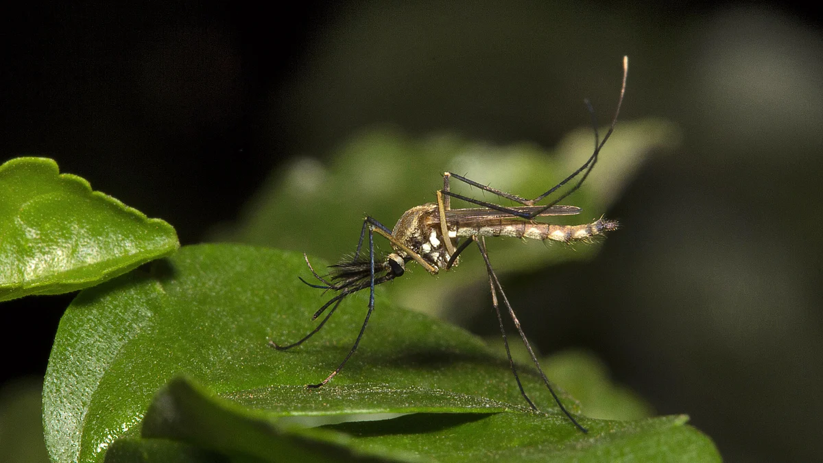 Doctors in Spain record the first ever case of dengue virus to be transmitted through sexual contact.