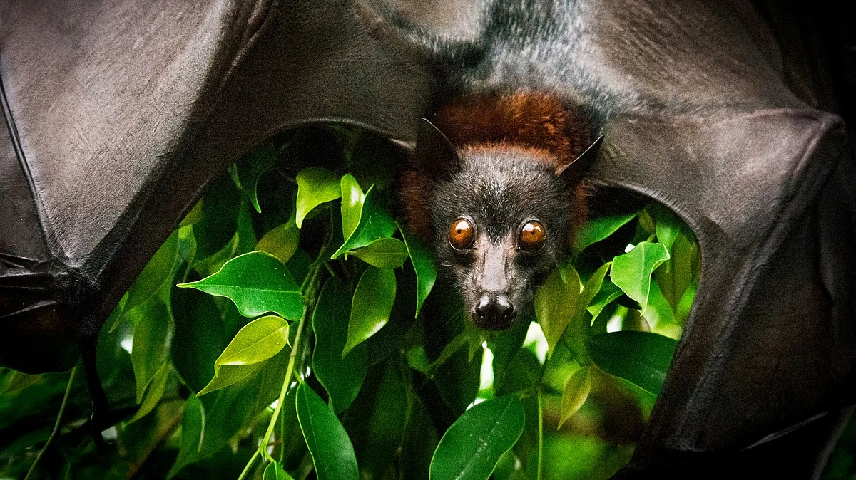 Zoonotic diseases are caused by pathogens which originate in other animal species.