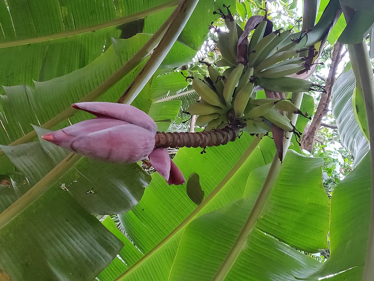 Whether raw, ripe or even over ripe, there is always some dish a banana can go into!
