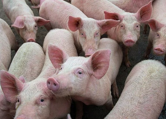The Swine Flu Virus in China That Has People Worried