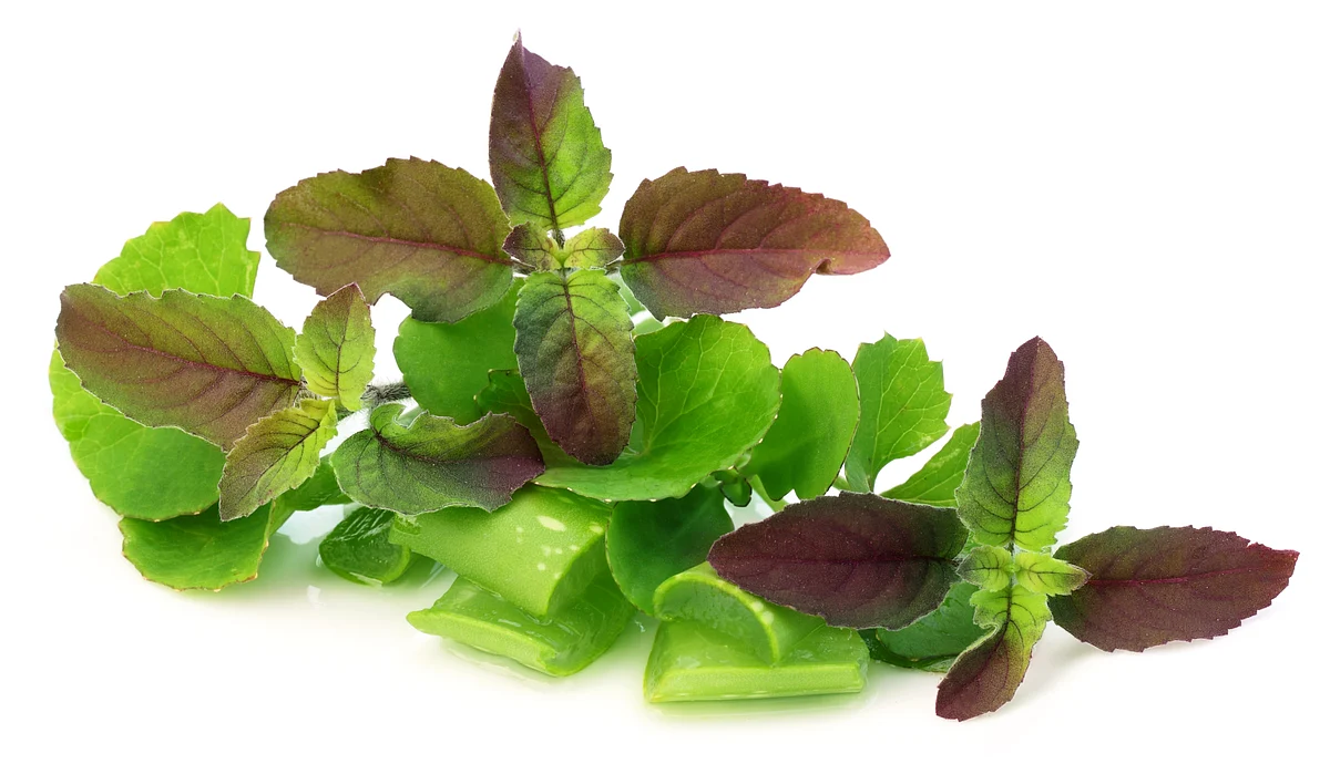 Brahmi Leaves