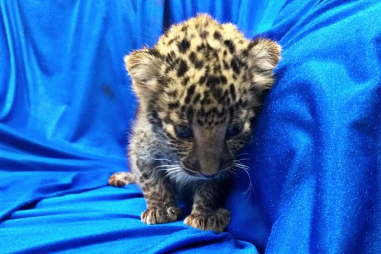 7 leopard cubs die in Bengaluru's Bannerghatta park due to viral infection - Vimarsana News