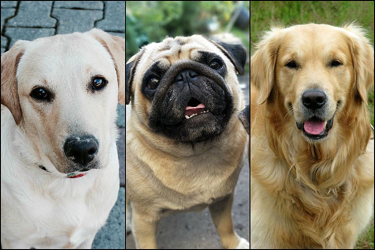 Why are the most loved dog breeds also most abandoned in India?