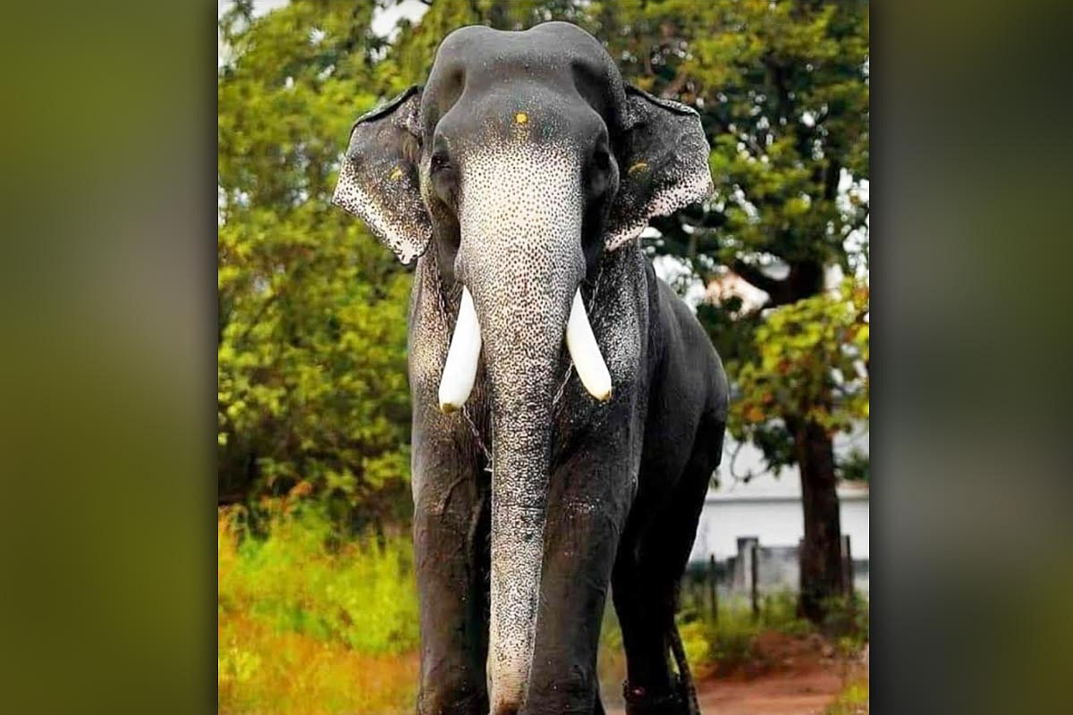 Elephant lovers mourn death of popular Kerala tusker Mangalamkunnu Karnan