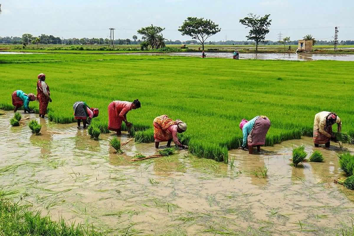 The Ecological Significance Of Kerala s Move To Pay Royalty To Paddy the-ecological-significance-of-kerala-s-move-to-pay-royalty-to-paddy