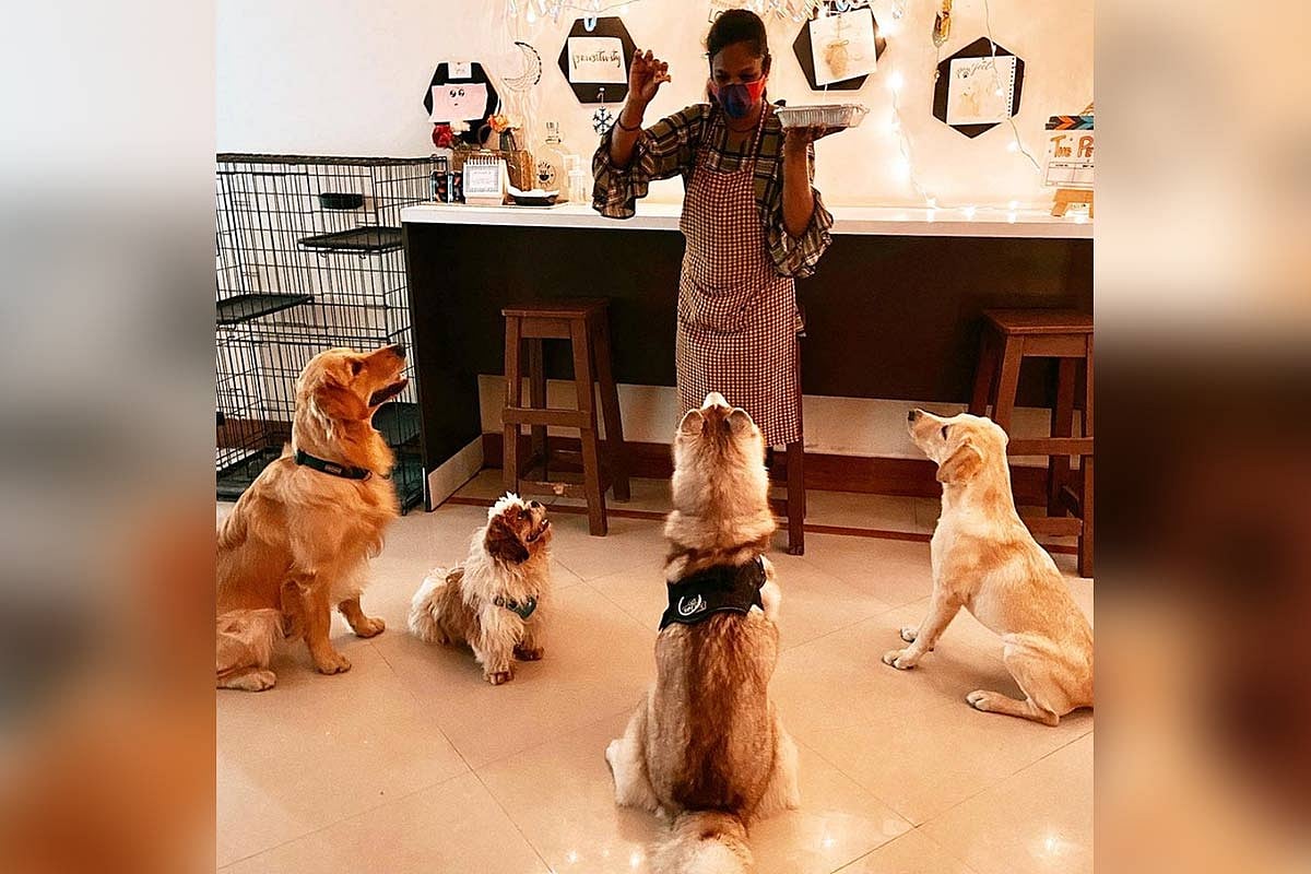 Planning a day out with your dog? Here’s a list of petthemed cafes in