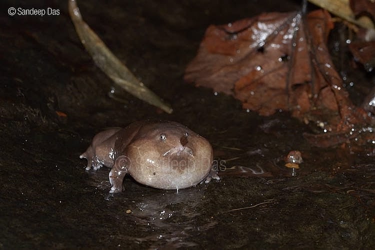 Meet Maveli Will this pignosed frog Kerala’s state amphibian?