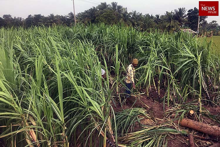 'No sugarcane for Pongal,' rue farmers in Thanjavur after Cyclone Gaja ...