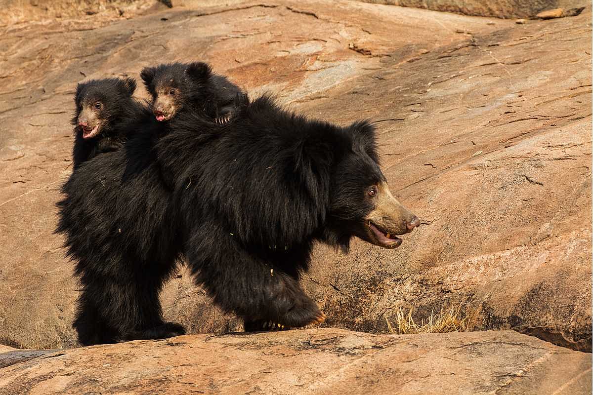 Take a break from Hampi’s ruins to visit the unique Daroji Sloth Bear