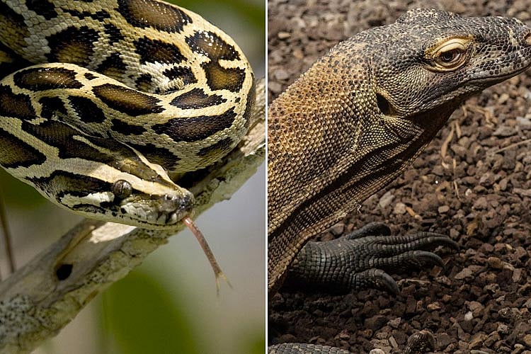 Kerala activists campaign to highlight hunting of monitor lizards, pythons