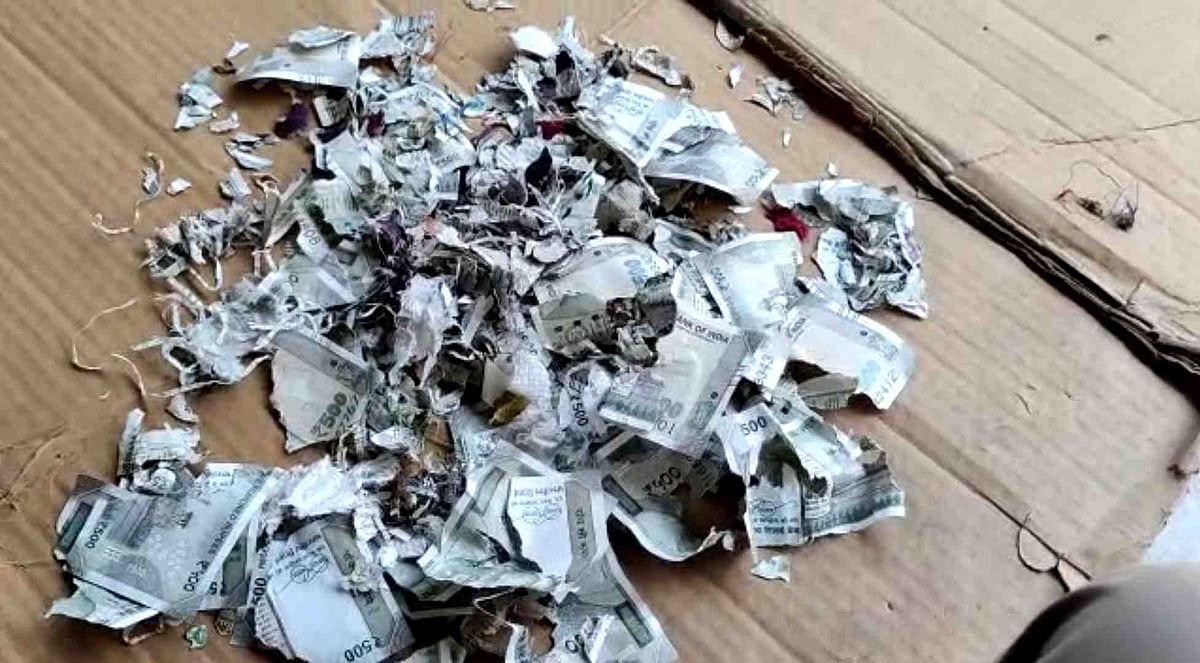 Rats chew up Telangana farmer’s health savings of Rs 2 lakh, Min