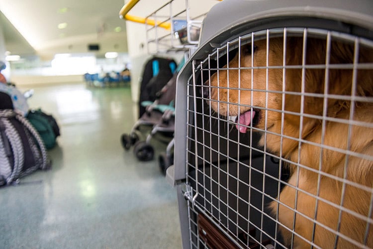 Kerala International airports don't allow pets to be flown in, NRIpet