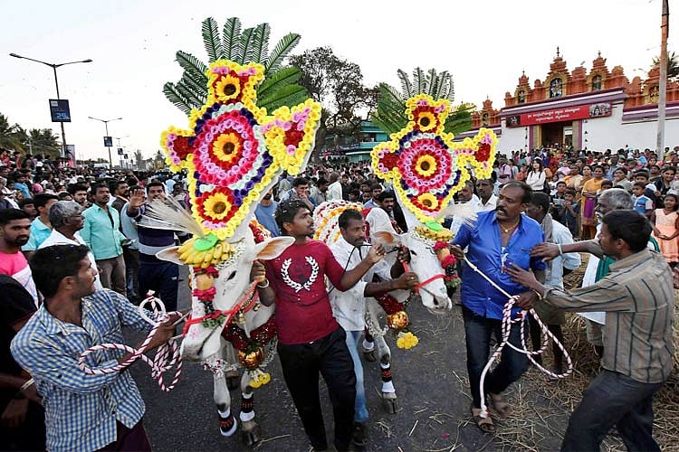 Festive spirit across Karnataka as state celebrates Sankranti harvest