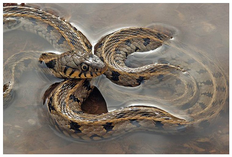 Dangerous snakes slithering into homes in waterlogged areas