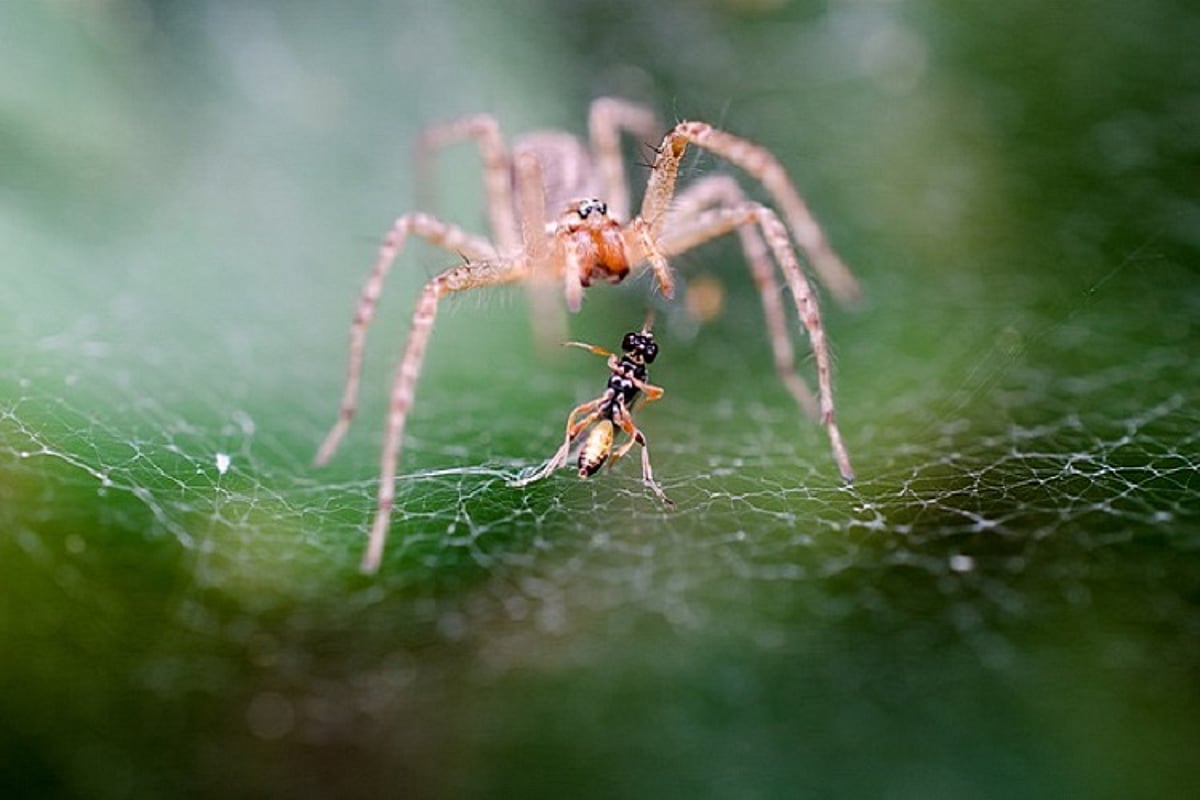 Prede Spider Spiders are more prolific predators than whales