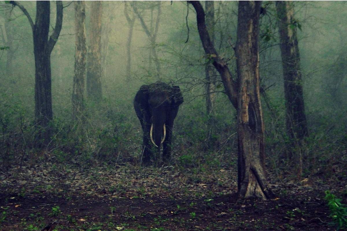 PT7, Padayappa, Arisu Raja Kerala’s rogue elephants that made headlines