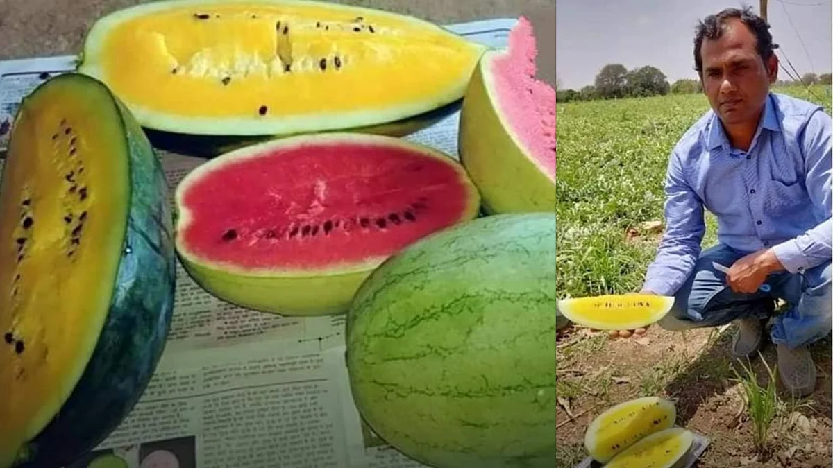 प्रगतिशील किसान ने वैज्ञानिकों को किया चकित, एक ही खेत मे उगाए अलग-अलग रंग के तरबूज