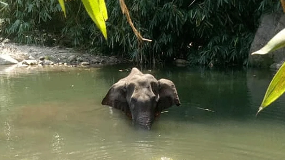 इंसान ने साबित किया वह सबसे वहशी जानवर है, केरल मामले को लेकर लोगों मे उबाल