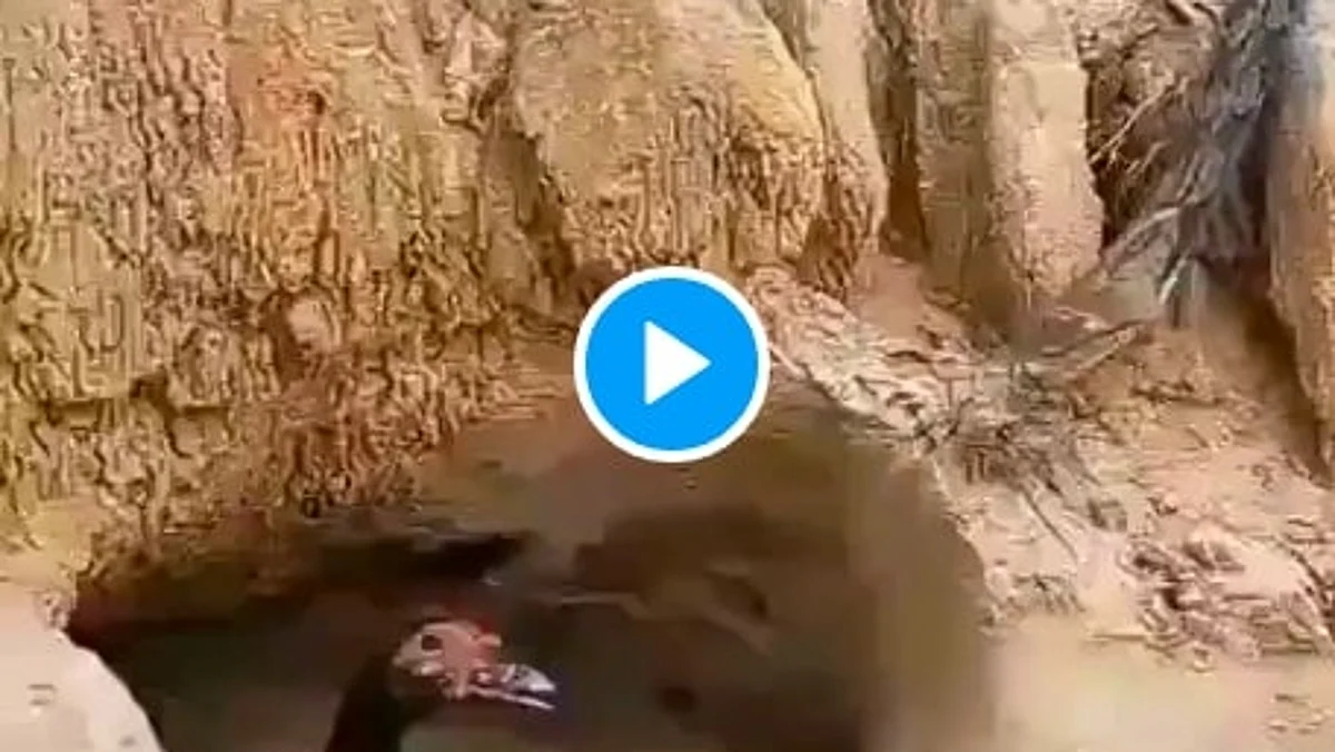 Video: माँ तो माँ होती है, फिर चाहे पक्षी ही क्यों न हो