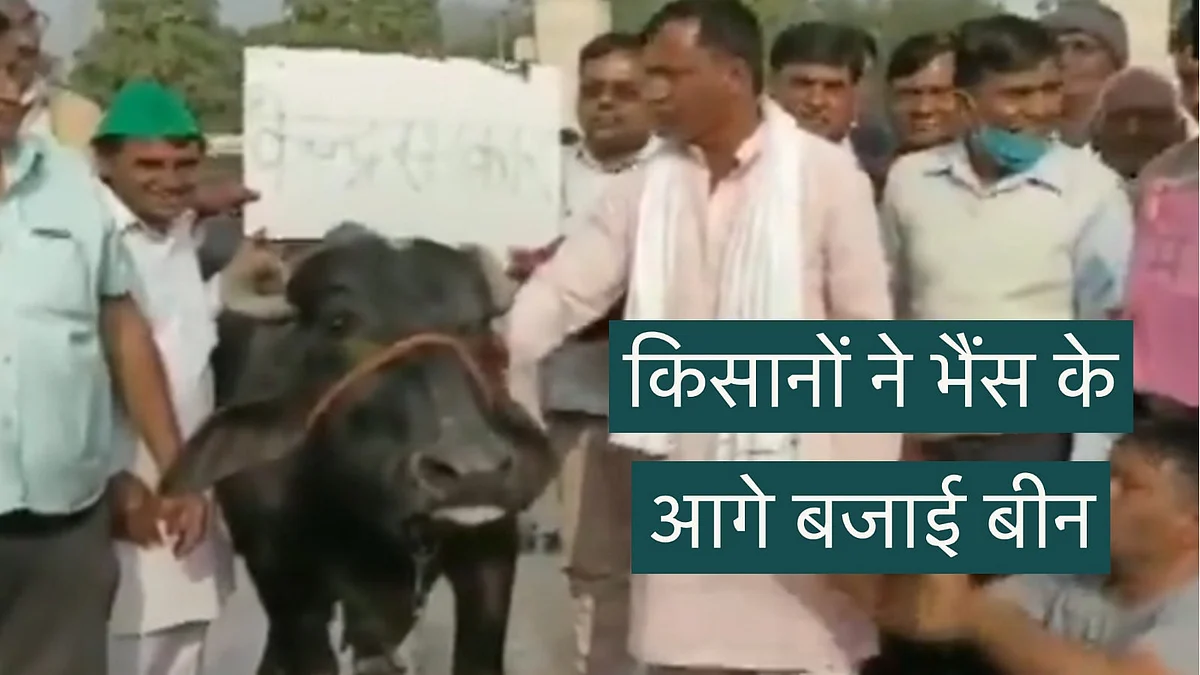 किसानों ने भैंस के आगे बजाई बीन, वीडियो वायरल