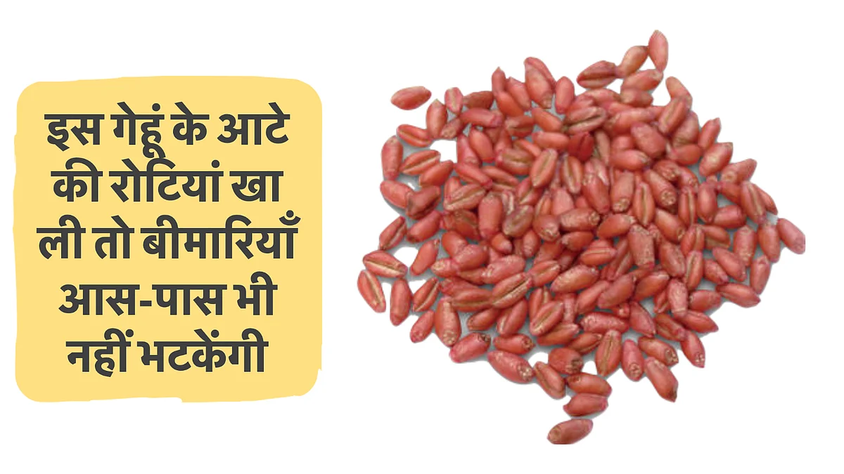 लाल सोने के नाम से जाना जाने वाला देशी गेंहू, मचा रहा विदेशों में अपनी धूम