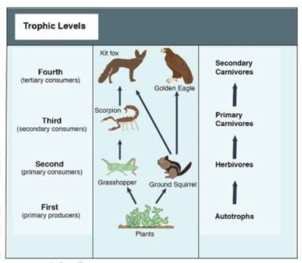 Detritus Feeders Definition Agraha Home