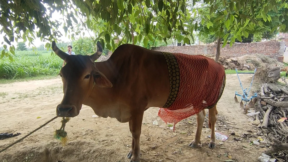 मुरादाबाद: नशे की हालत में शख्स ने गाय पर चाकू से किया हमला, बचाने आए युवक को भी किया घायल