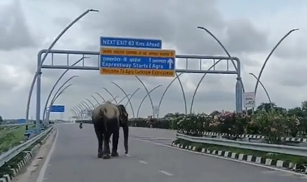 आगरा-लखनऊ एक्सप्रेस-वे पर पहुंचा हाथी, अखिलेश यादव ने ट्वीट कर कही ये बात