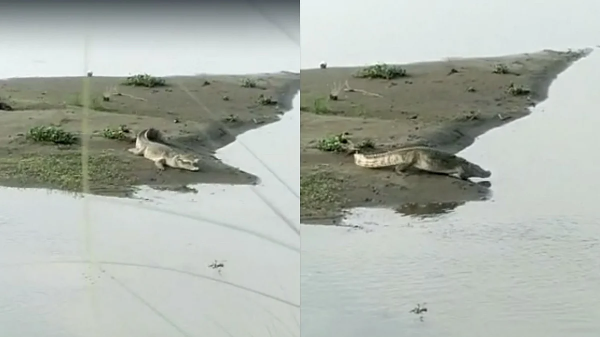 बरेली में एक मगरमच्छ ने 4 ग्रामीणों पर हमला कर उन्हें घायल कर दिया.