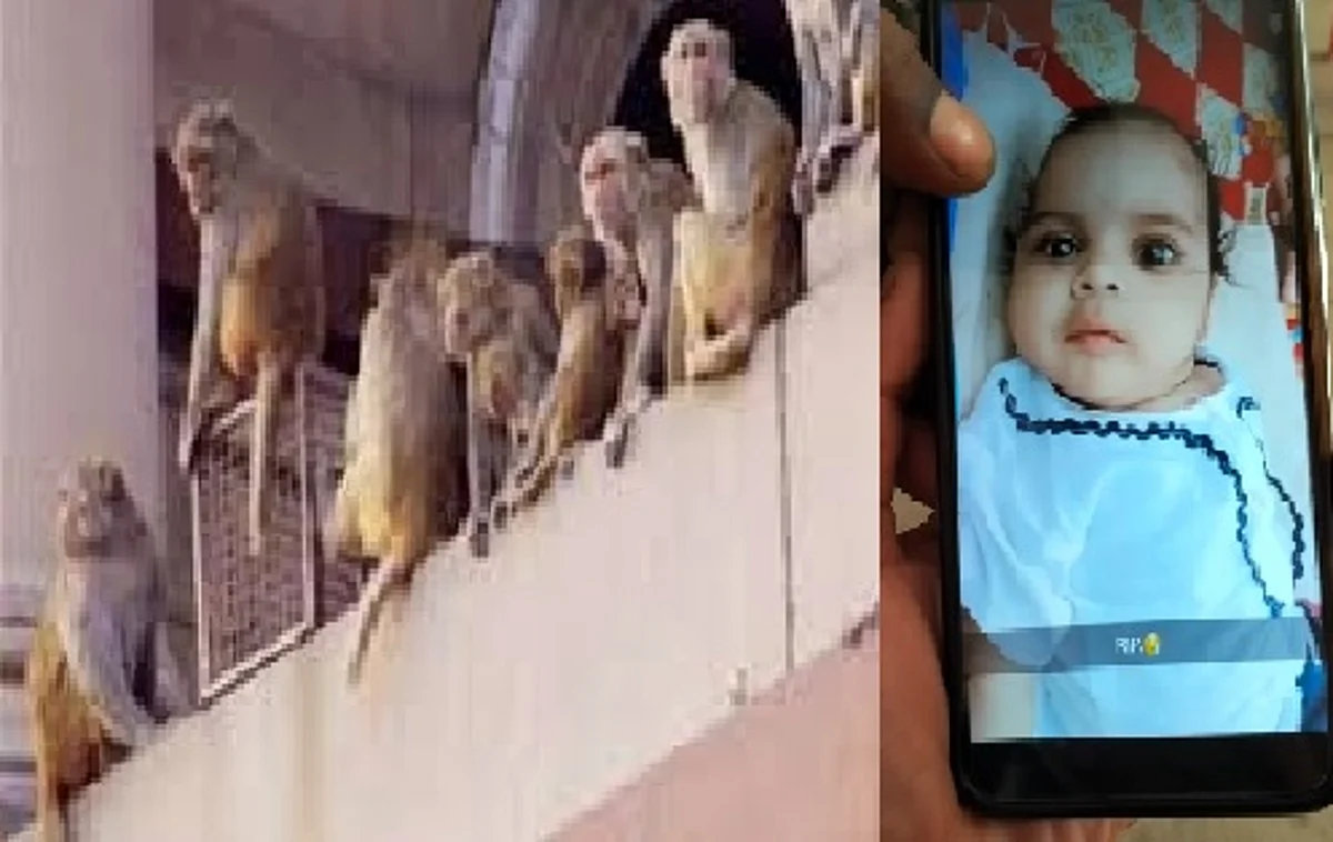 बरेली: बंदरों ने पिता के हाथ से 4 माह का बच्चा छीनकर छत से नीचे फेंका, हुई दर्दनाक मौत
