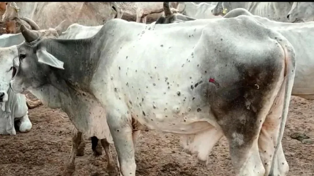 पश्चिमी यूपी की गायों में तेजी से लंपी वायरस फैल रहा है.