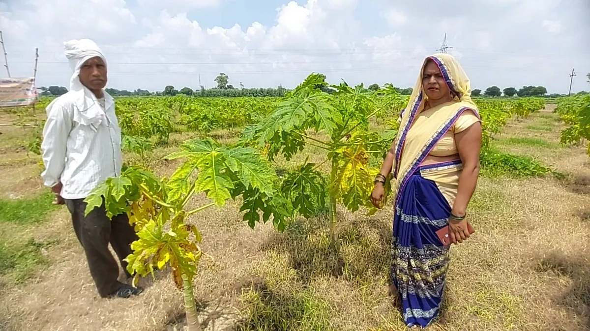 इटावा: ताइवानी 'रेड लेडी' पपीते की खेती कर आत्मनिर्भर बनीं राधा, होगी लाखों में कमाई!