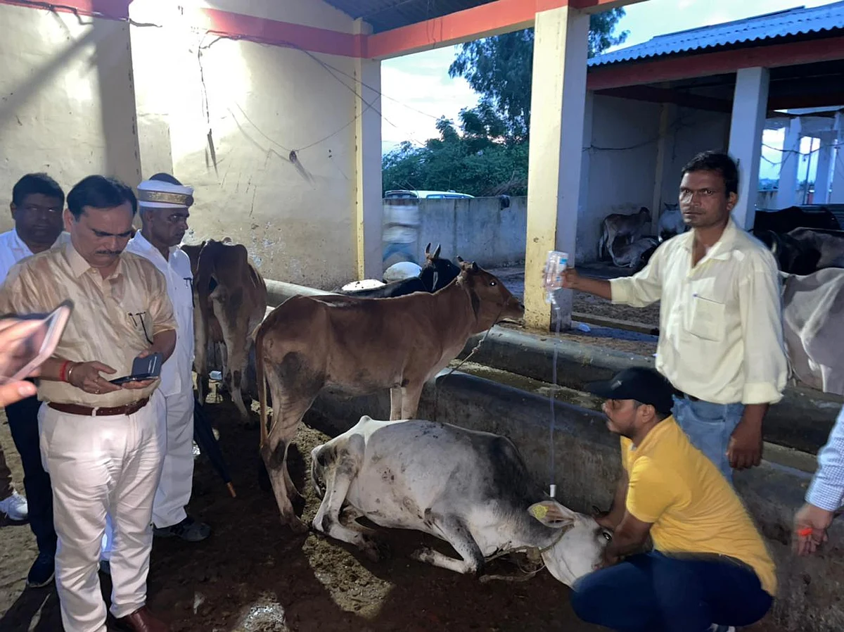 अमरोहा: गौशाला में 25 गायों की मौत, सीएम योगी ने कहा- दोषियों को बख्शा नहीं जाएगा