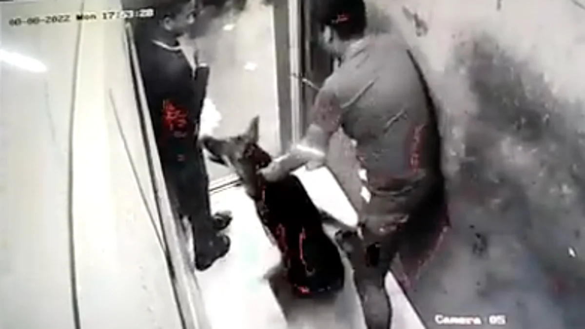 नोएडा: लिफ्ट में युवक को कुत्ते ने काटा, गाजियाबाद की घटना के बाद ये CCTV फुटेज हुआ वायरल