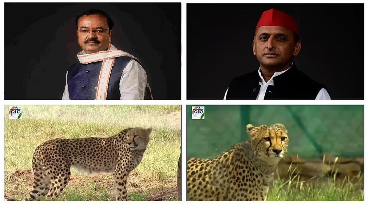 अखिलेश के चीते वाले ट्वीट पर केशव मौर्य ने किया पलटवार, बोले- बिल्ली मौसी भौंक नहीं सकती