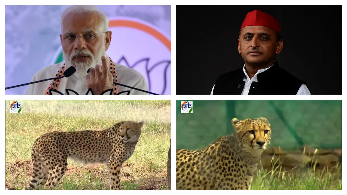 अखिलेश को था चीते की 'दहाड़' का इंतजार? पर दहाड़ता तो शेर है, अब लोग उड़ा रहे मजाक, पढ़ें