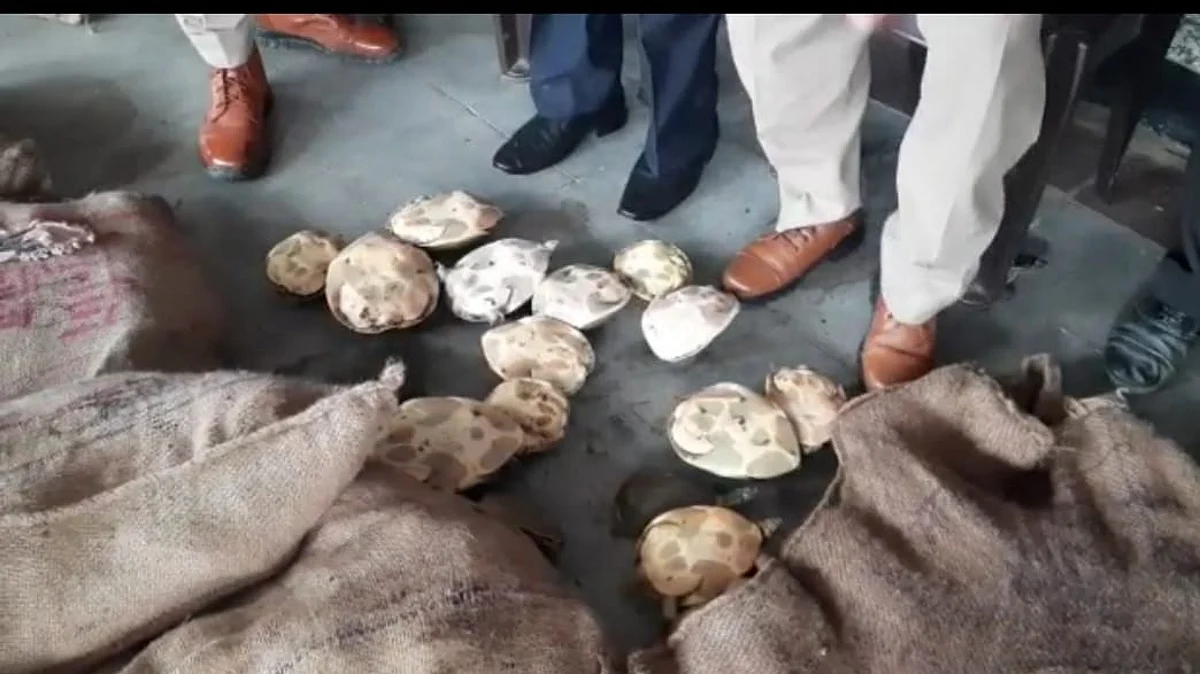देवरिया रेलवे स्टेशन पर संदिग्ध कपड़ों के गट्ठरों में मिले 520 कछुए, कीमत कर देगी हैरान!