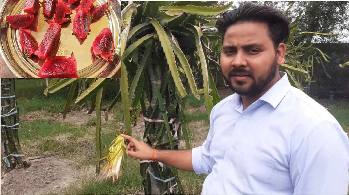शाहजहांपुर: विदेशी Job को ठुकराया, बंजर खेत में लगाए ड्रैगन फ्रूट, मुनाफा इतना कि है चर्चा