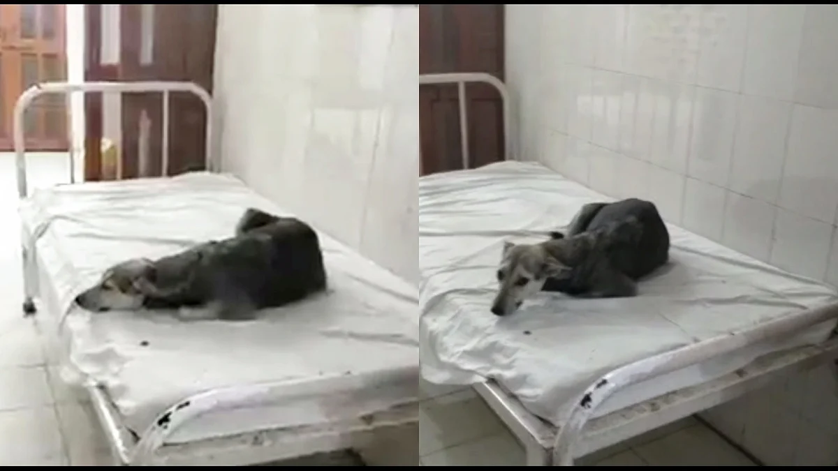 वायरल वीडियो से स्क्रीन ग्रैब.
