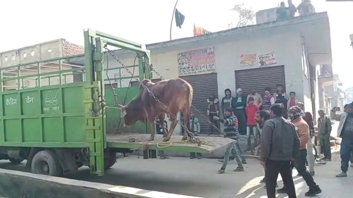 फिरोजाबाद: आवारा सांड ने बुजुर्ग को मारी थी टक्कर, इलाज के दौरान हुई मौत, लोग आक्रोशित