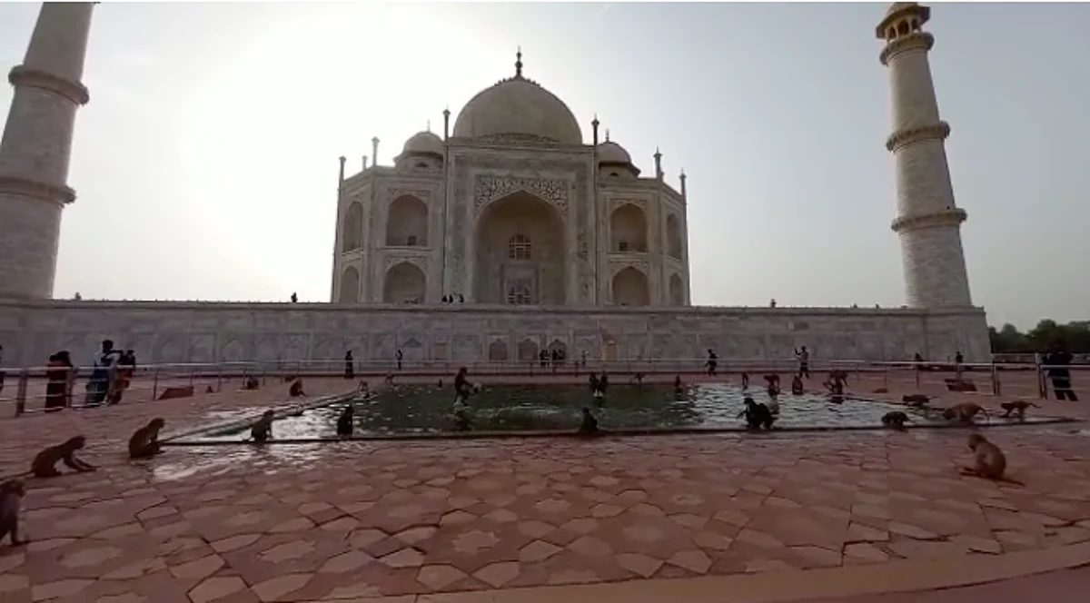 ताजमहल और आगरा किले के पास पाए जाने वाले बंदरों-कुत्तों की हो रही नसबंदी, जानें आकंड़ा