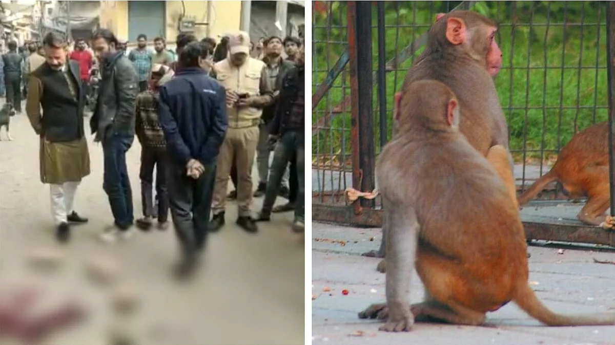 अलीगढ़: पौधों पर पानी डाल रहे शख्स को बंदरों ने दी घुड़की, फिर वो हुआ जो नहीं होना था