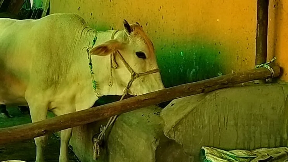 सांकेतिक तस्वीर